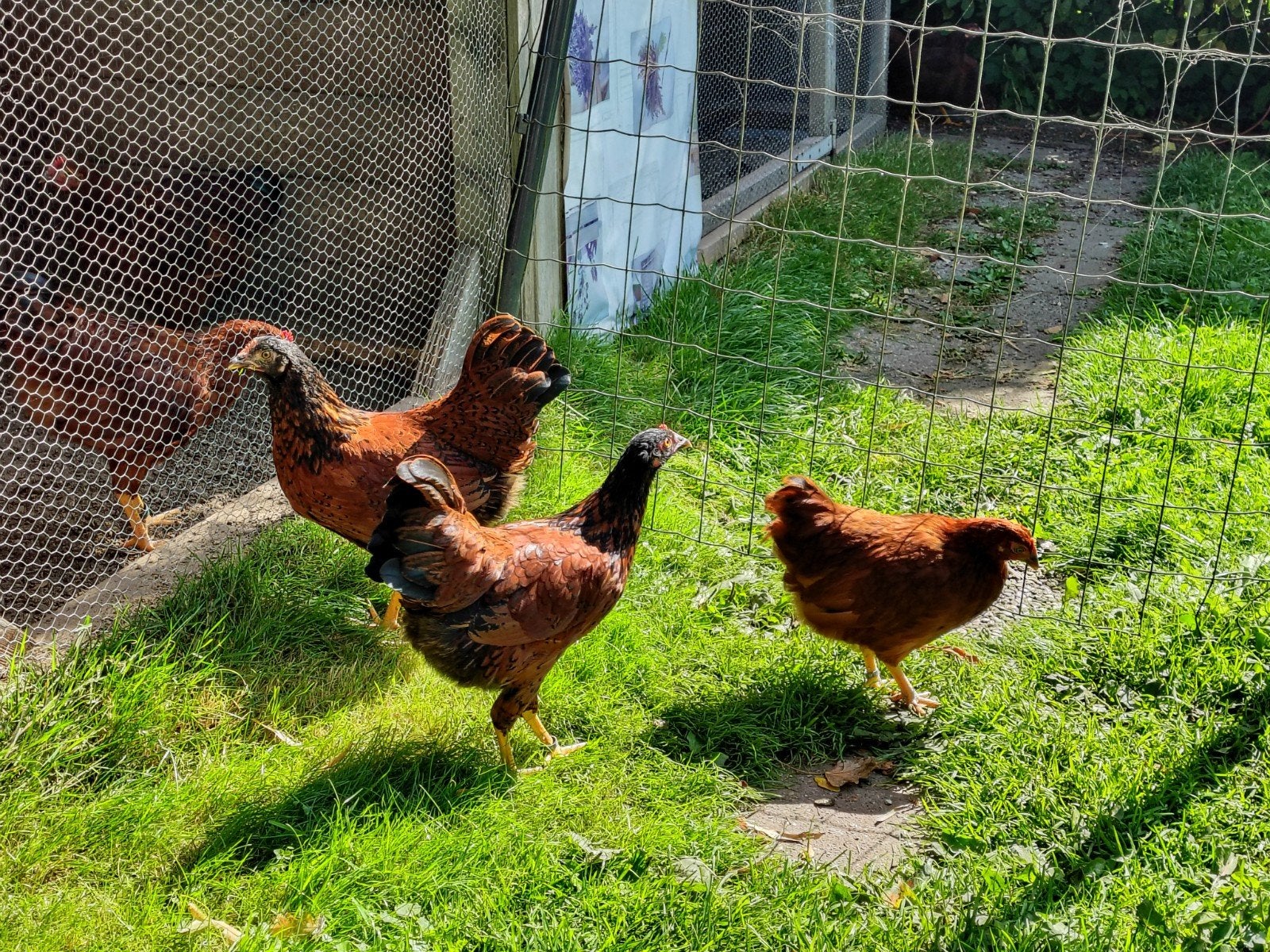 Barnevelder kriel hennen, Vrouwelijk, Kip