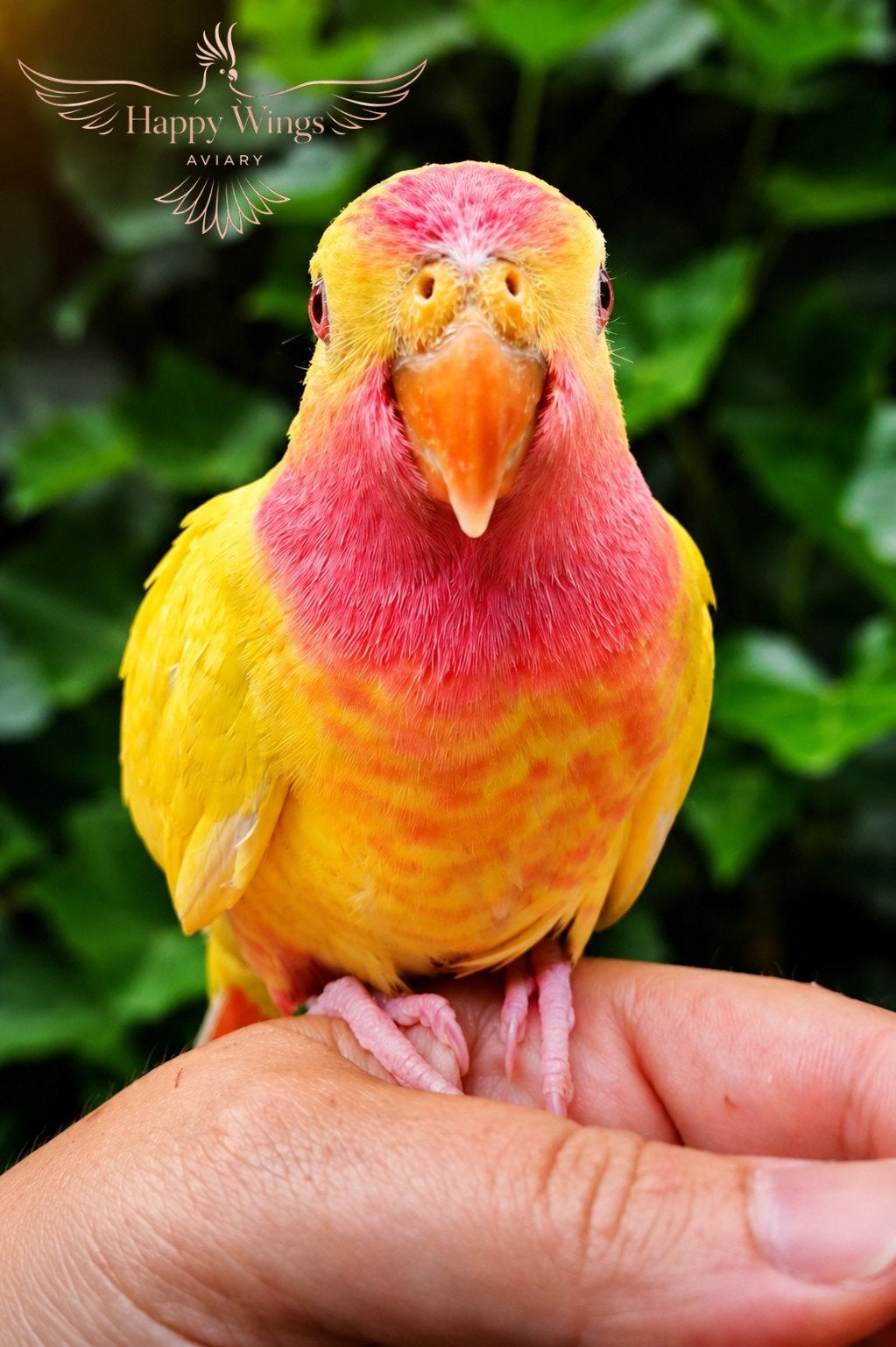 PRACHTIGE Jonge Princess of Wales Parkieten, Dieren en Toebehoren, Vogels | Parkieten en Papegaaien, Meerdere dieren, Parkiet