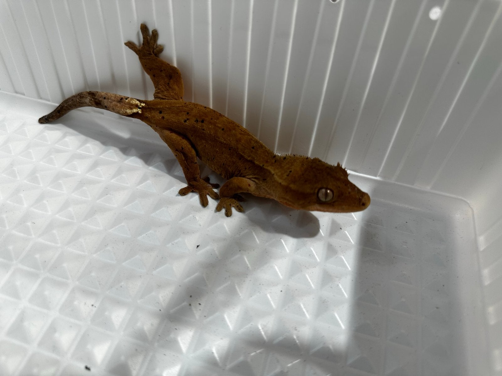Wimpergekko's Crested Gecko - unknown for sale from Dierenspeciaalzaak Reerink