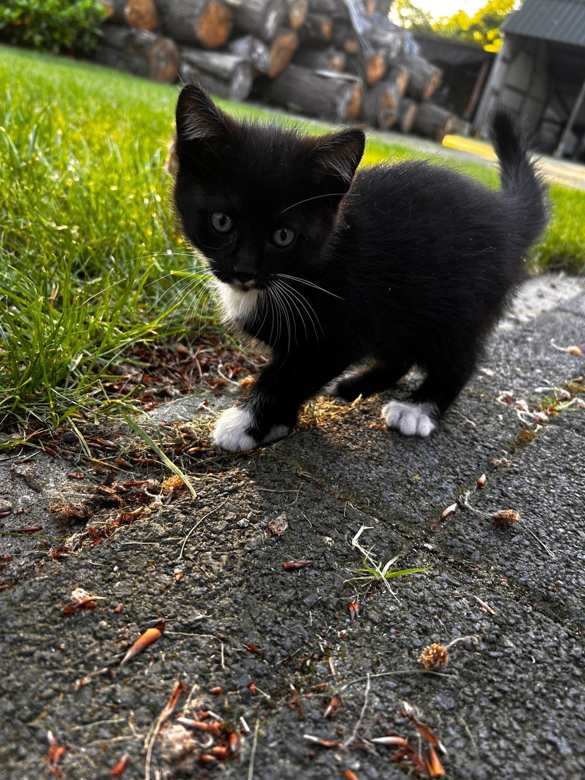Kittens 5 stuks, 3 poesen 2 katers, Dieren en Toebehoren, Katten en Kittens | Overige Katten, Meerdere dieren, 0 tot 2 jaar