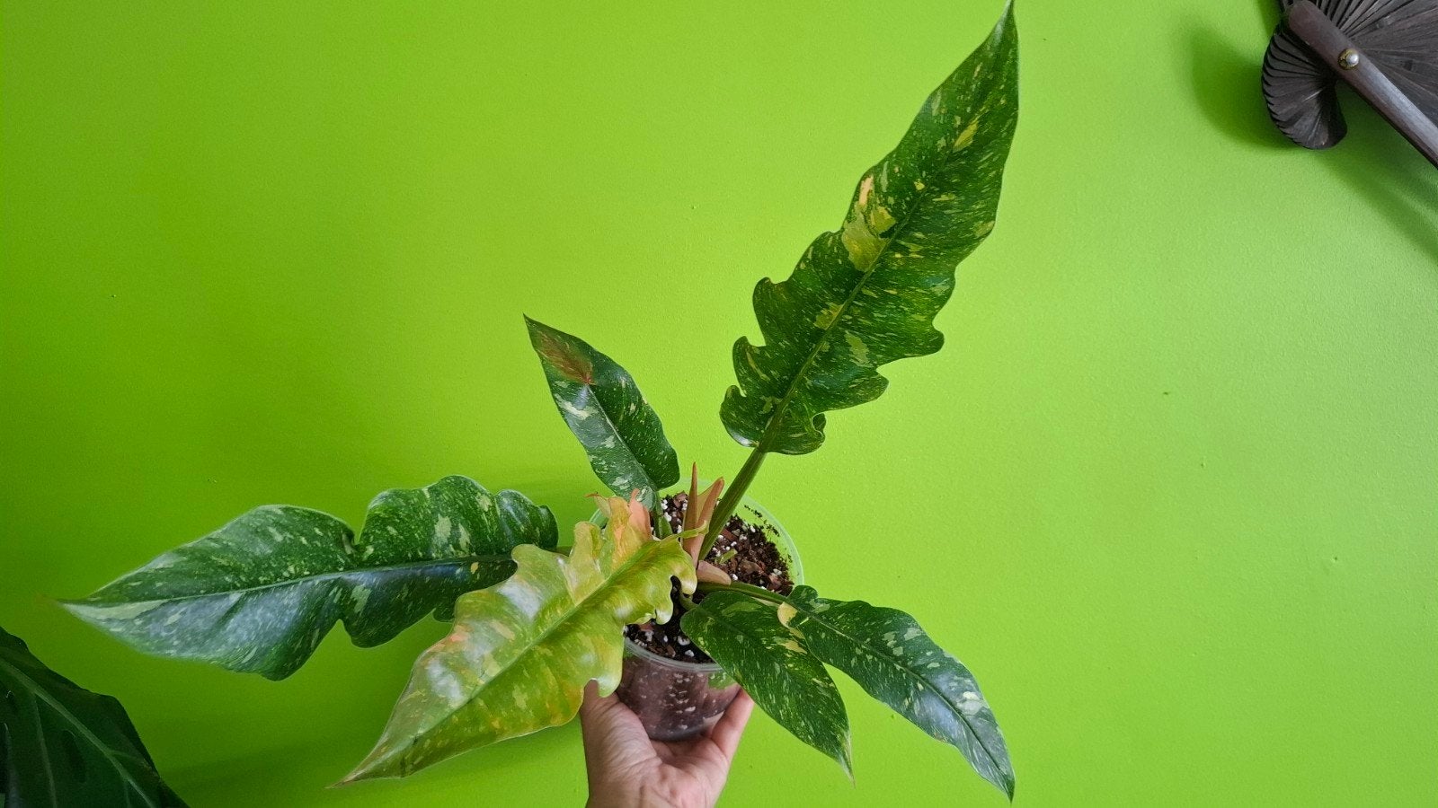 Philodendron Ring of Fire, Overige soorten, In pot, Minder dan 100 cm, Groene kamerplant