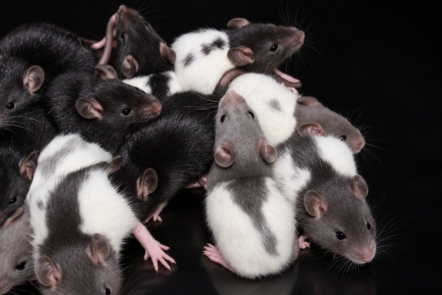 mooie dumbo x fancy tamme ratjes-rittens beschikbaar, Rat, Meerdere dieren, Tam, September