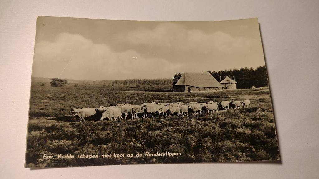 Epe Kudde schapen met kooi op de Renderklippen, Ophalen of Verzenden, 1980 tot heden, Gelderland