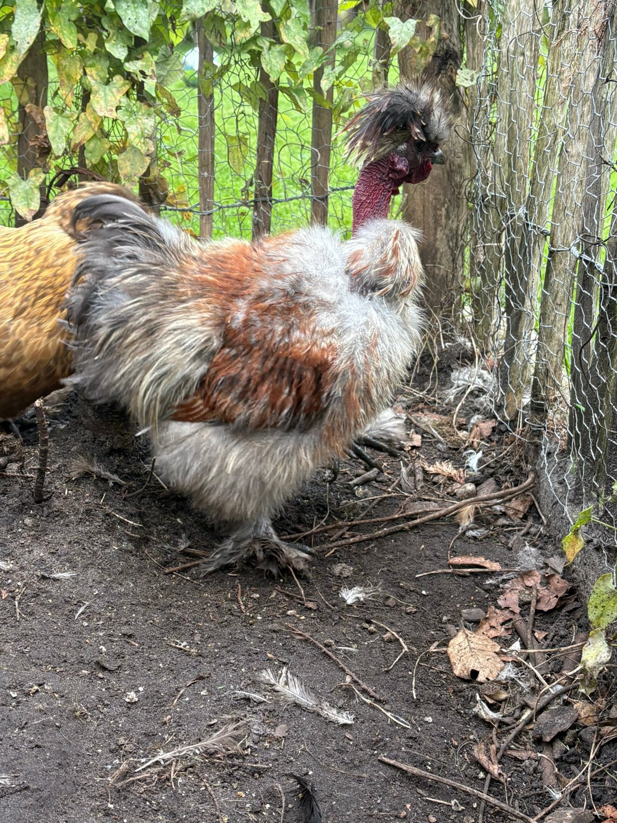 Zijdehoender naakthals haan ( met hok ), Dieren en Toebehoren, Mannelijk, Kip