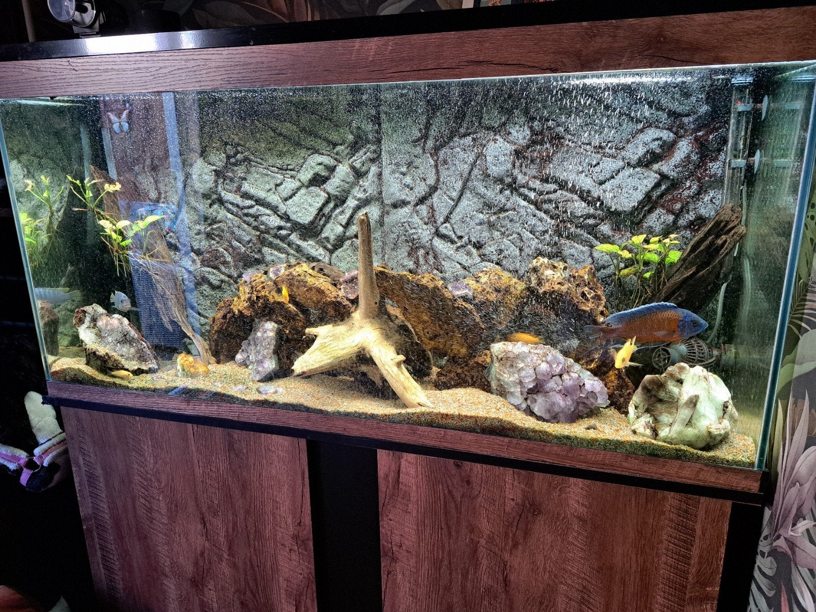 Ciano-aqarium 120x60 compleet met toebehoren, Dieren en Toebehoren, Ophalen, Overige merken, Pomp, Gevuld zoetwateraquarium