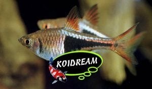 Rasbora - Kegelvlekje bij Koidreams in Valburg, Vis, Zoetwatervis