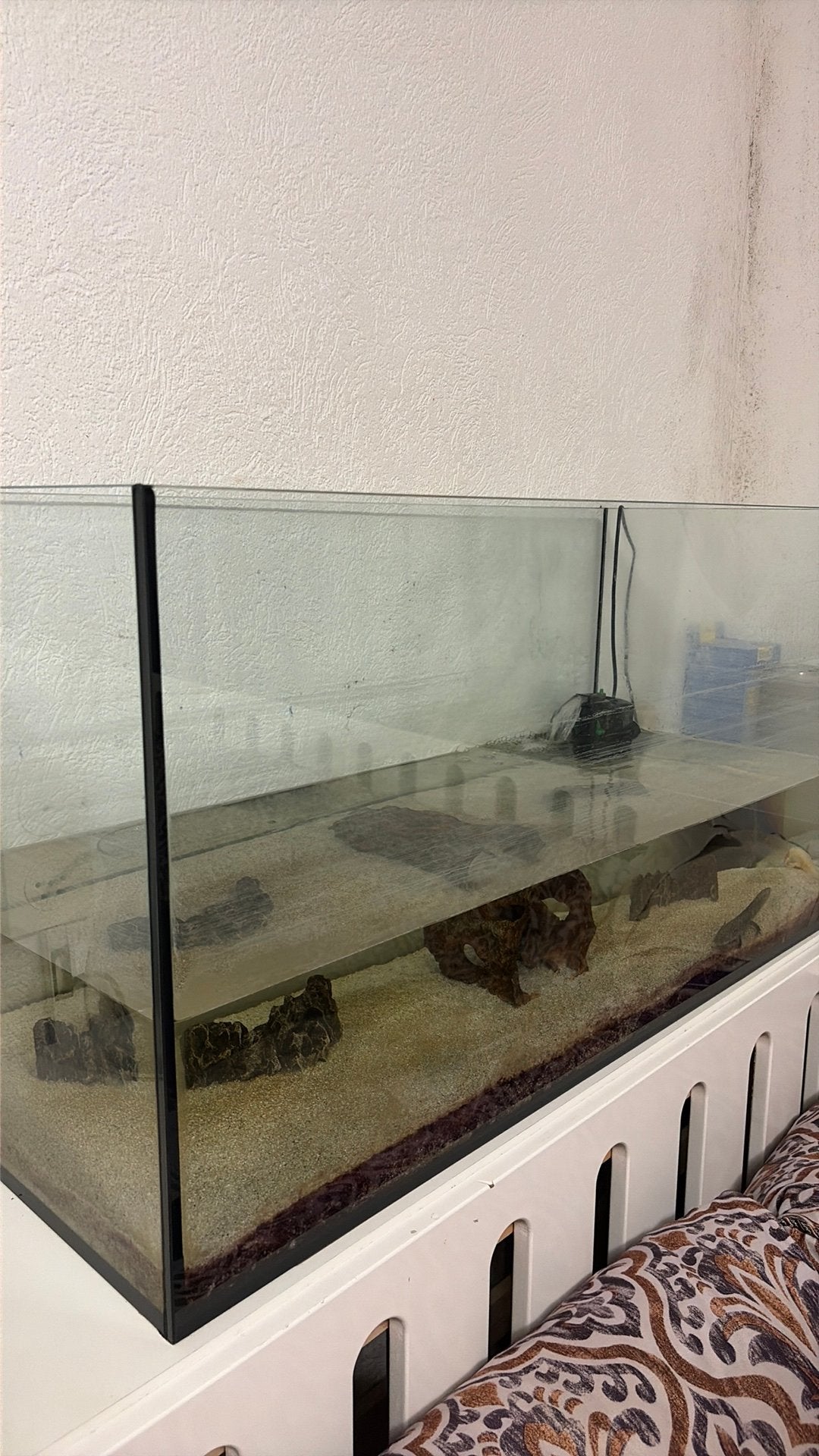 2 Axolotls inclusief aquarium te koop – zwart en roze, Dieren en Toebehoren, Vissen | Aquaria en Toebehoren, Ophalen of Verzenden