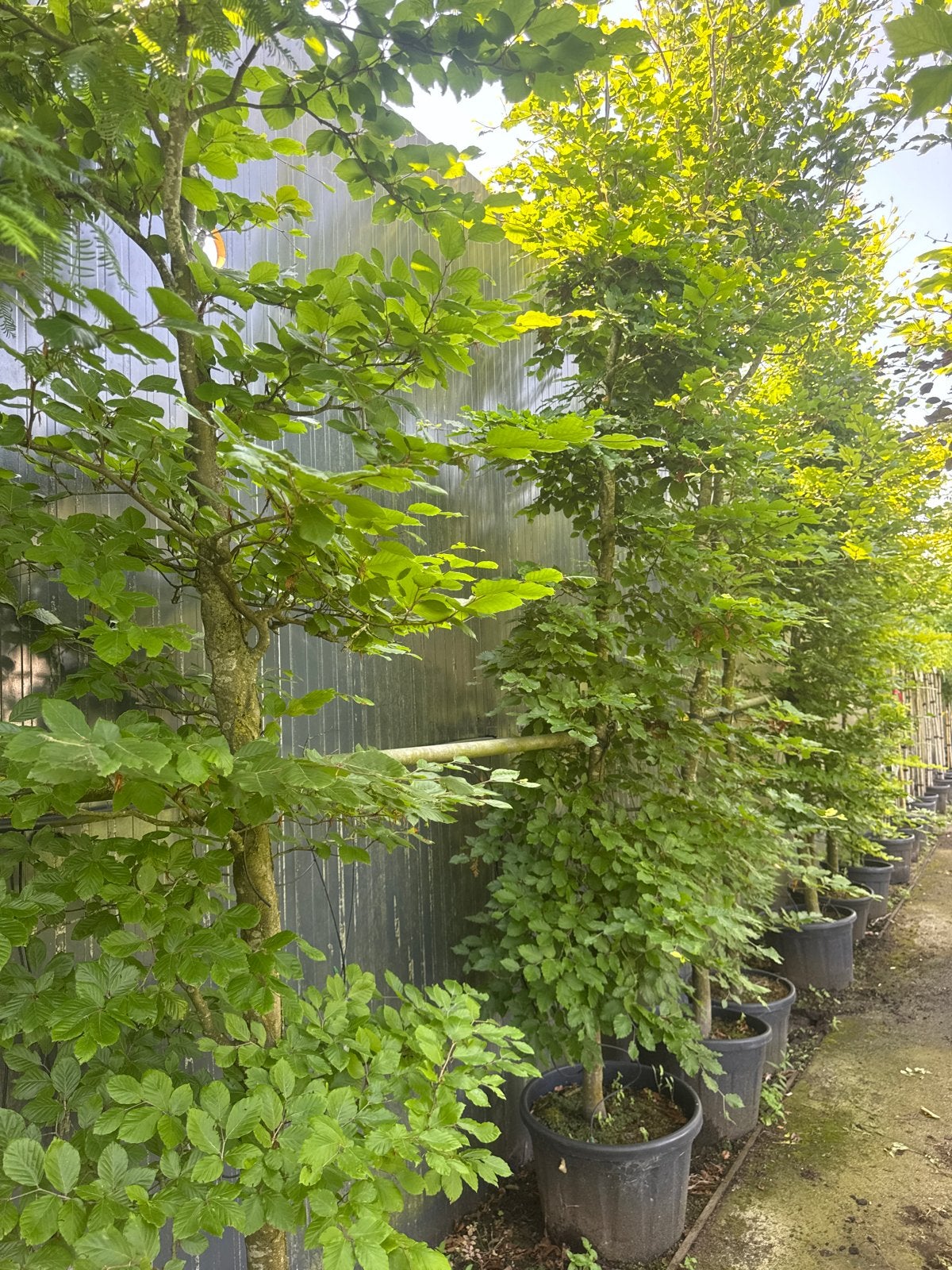 Fagus sylvatica (haagbeuk) 400 cm + 2 voor €150,-, Bloeit niet, Leiboom, 250 tot 400 cm, Ophalen