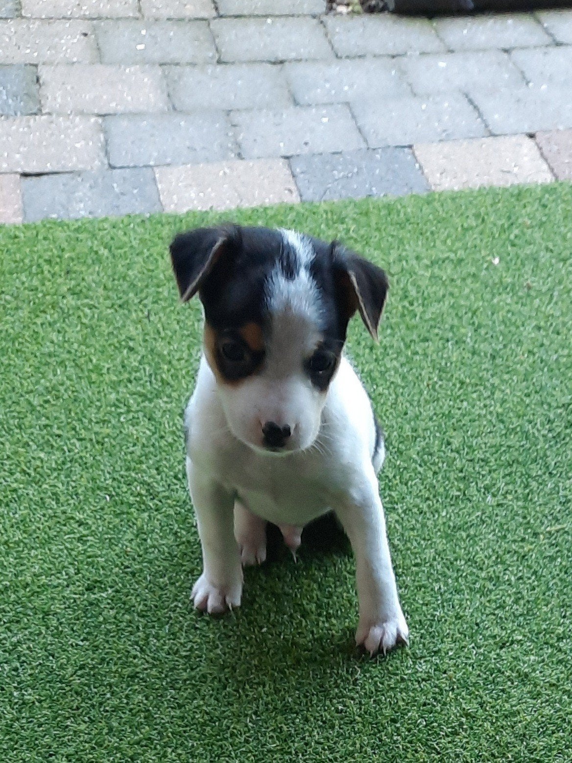 Boerenfox pup., Jack Russell Terriër, Reu, 8 tot 15 weken, Eén hond