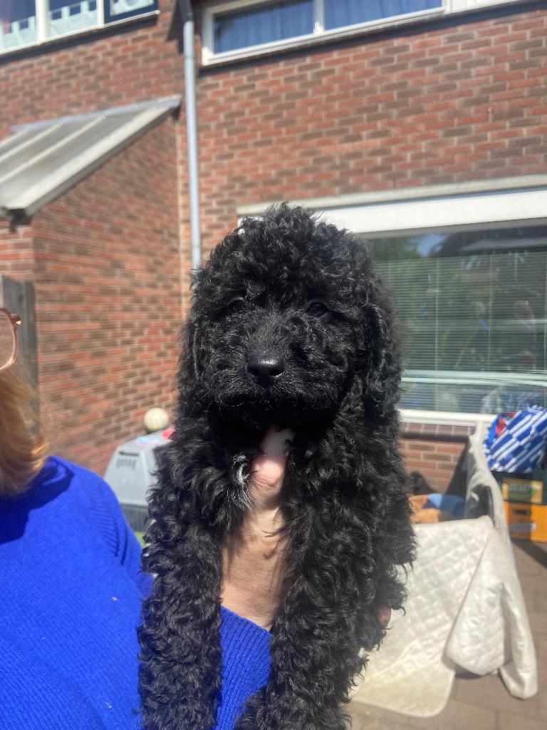 Dwergpoedel  pups, Dieren en Toebehoren, Poedel, Parvo, 8 tot 15 weken, Meerdere