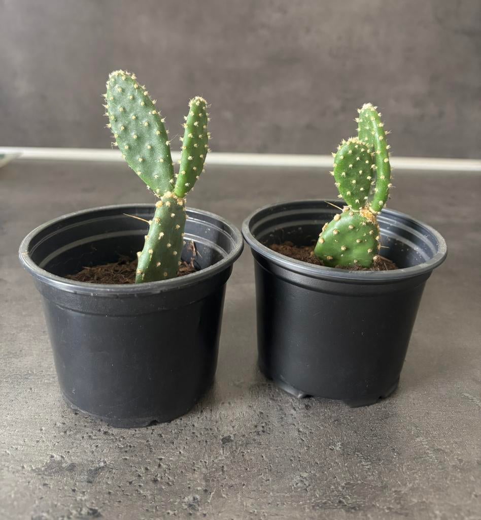 Te ruil / te koop opuntioideae schijfcactus opuntia cactus, Ophalen of Verzenden, Cactus, Volle zon, Minder dan 100 cm