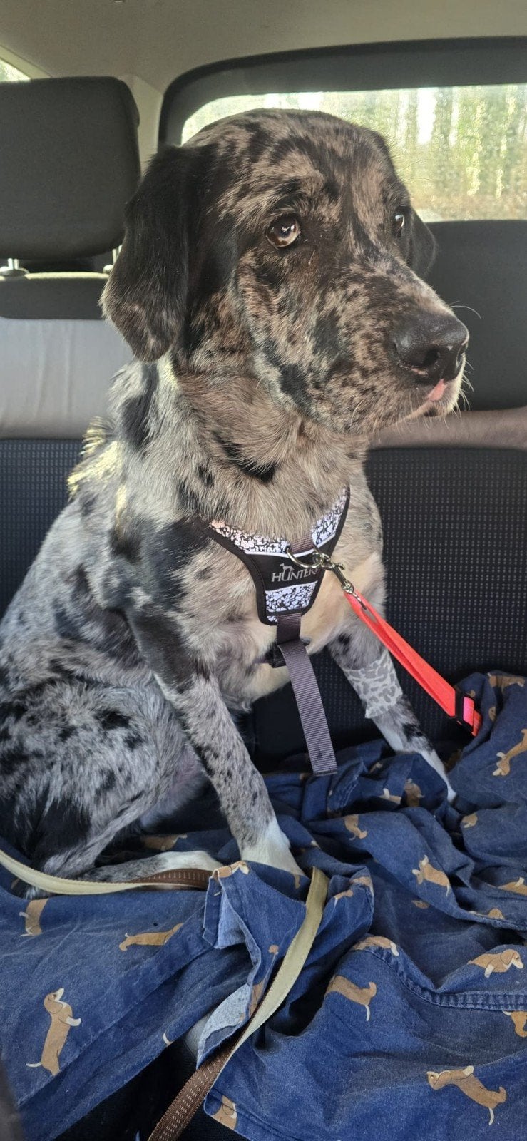 Lieve, jonge reu  (Aussie x Lab) zoekt zijn gouden mandje, 15 weken tot 1 jaar, Reu, Eén hond, Herder