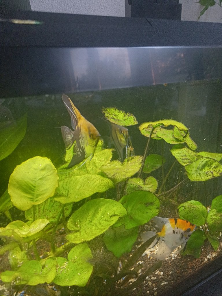 Maanvissen te koop, Vis, Zoetwatervis