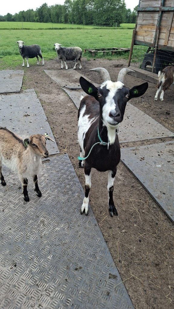 geit (bonte melk) + lammetje (ooi), Dieren en Toebehoren, Vrouwelijk, Geit, 0 tot 2 jaar