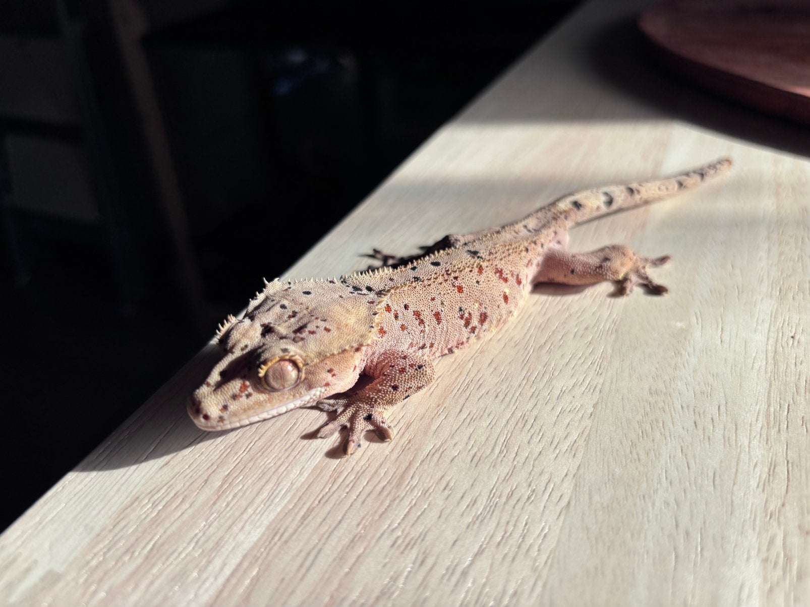 Correlophus ciliatus - Crested Gecko - Wimpergekko, Dieren en Toebehoren, Hagedis, 0 tot 2 jaar