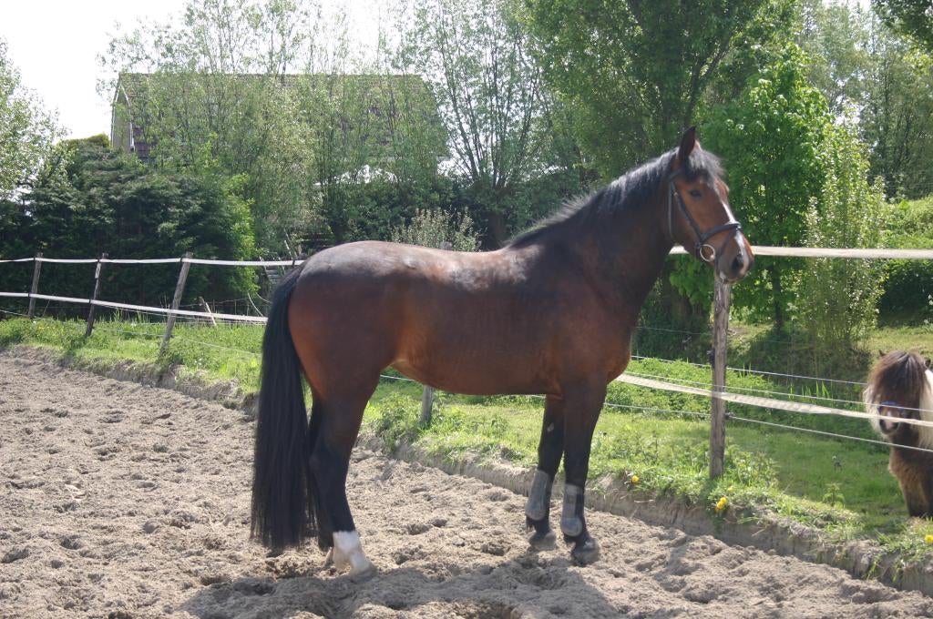 Stalling met weidegang voor paard / pony, Weidegang, 2 of 3 paarden of pony's