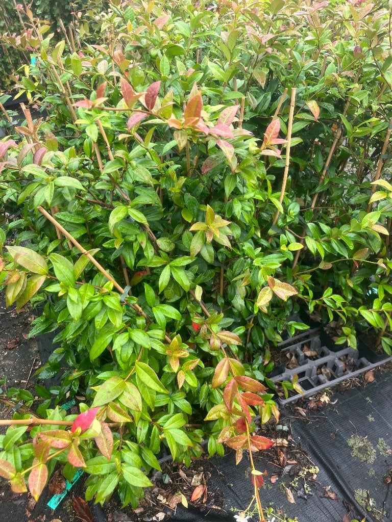 Foto 3 van Toscaanse Jasmijn (Trachelospermum Jasminoides)
