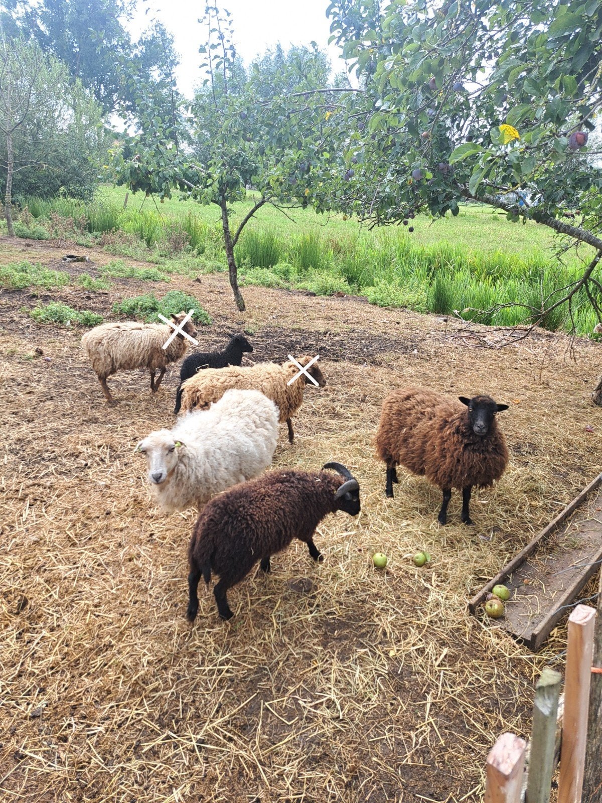 Ouessant schaapjes, Mannelijk, Schaap