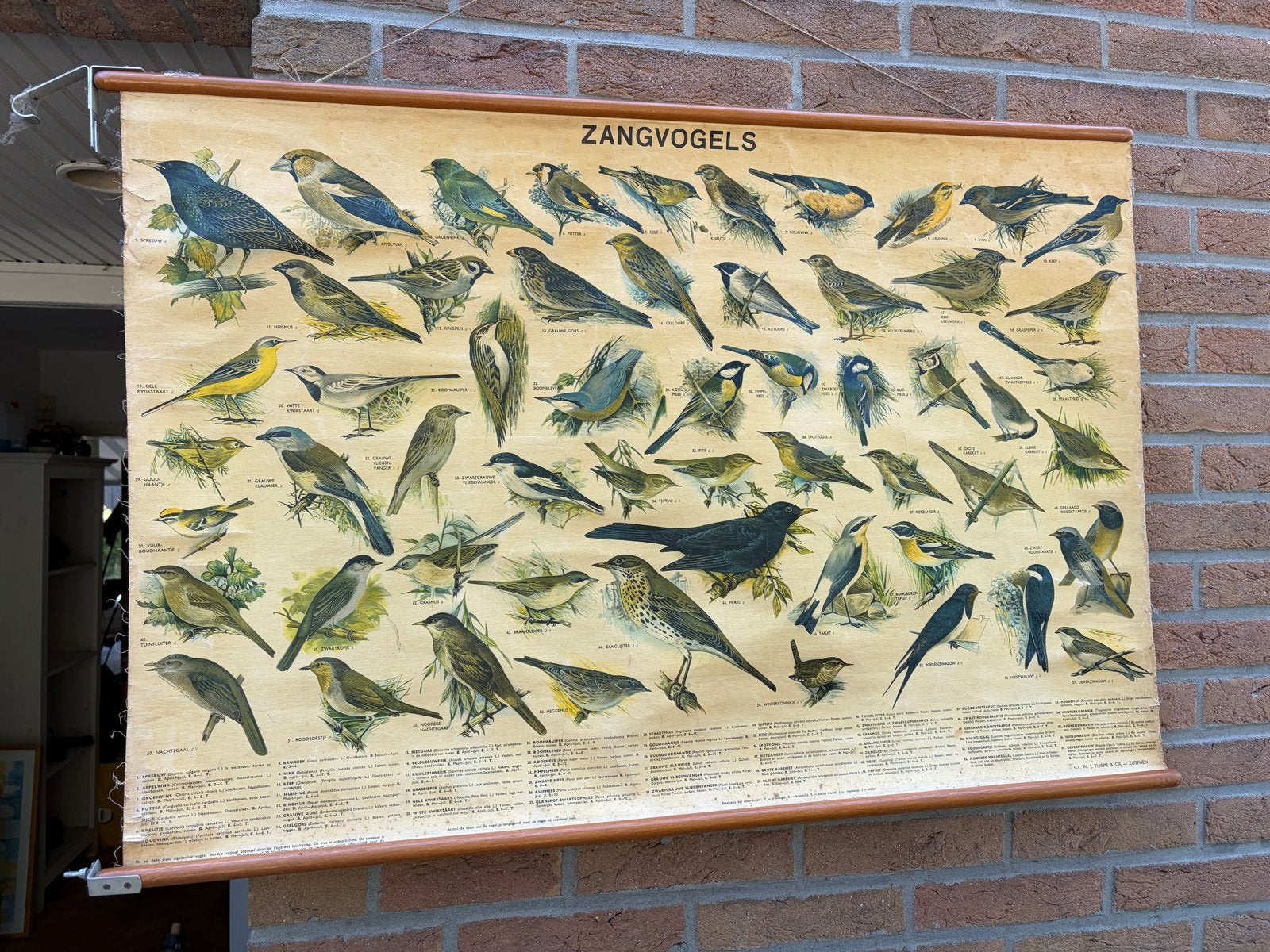 Vintage schoolplaat zangvogels - educatief en decoratief, Antiek en Kunst, Antiek | Schoolplaten, Ophalen, Natuur en Biologie