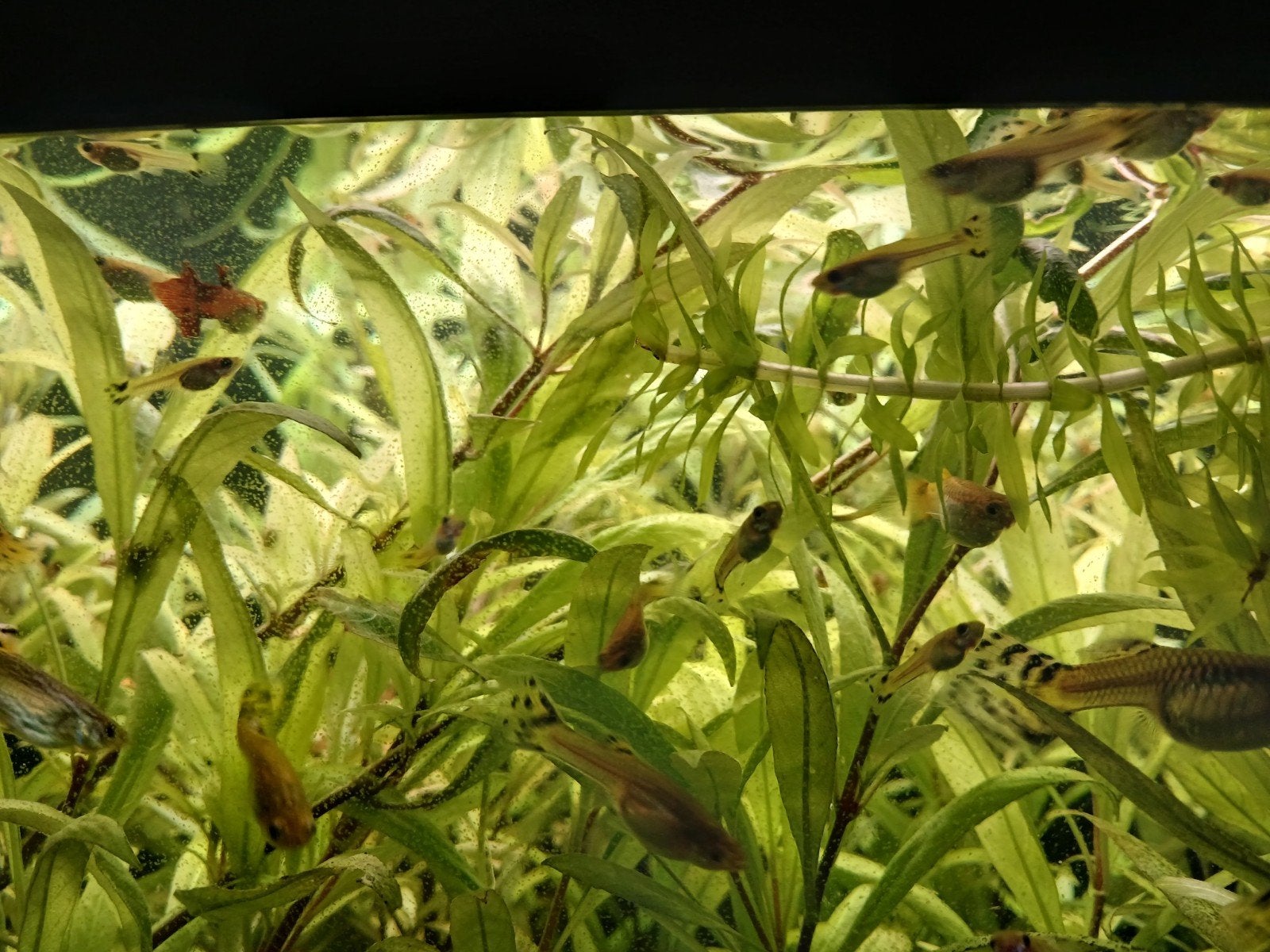 jonge guppen te koop, Dieren en Toebehoren, Vissen | Aquariumvissen, Vis, Zoetwatervis