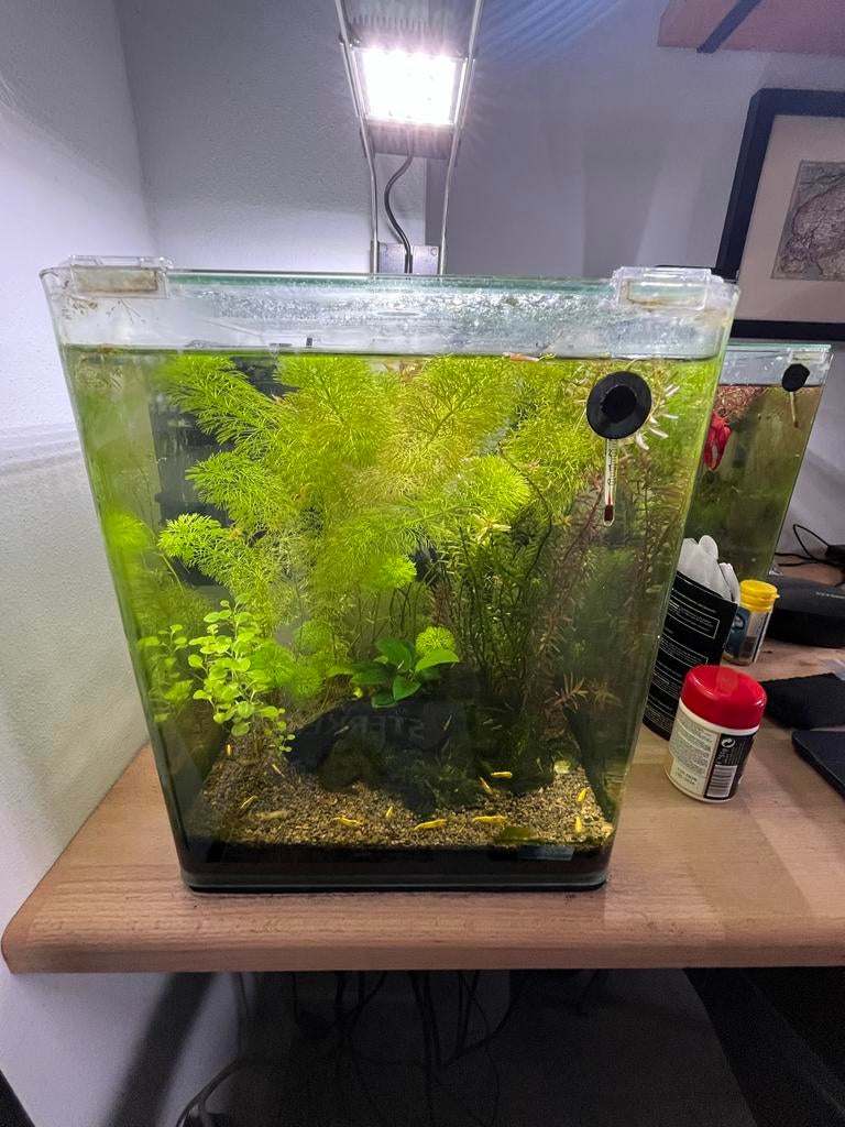 Dennerle 20 met yellow backline garnalen, Dieren en Toebehoren, Ophalen, Dennerle, Inclusief deksel, Gevuld zoetwateraquarium