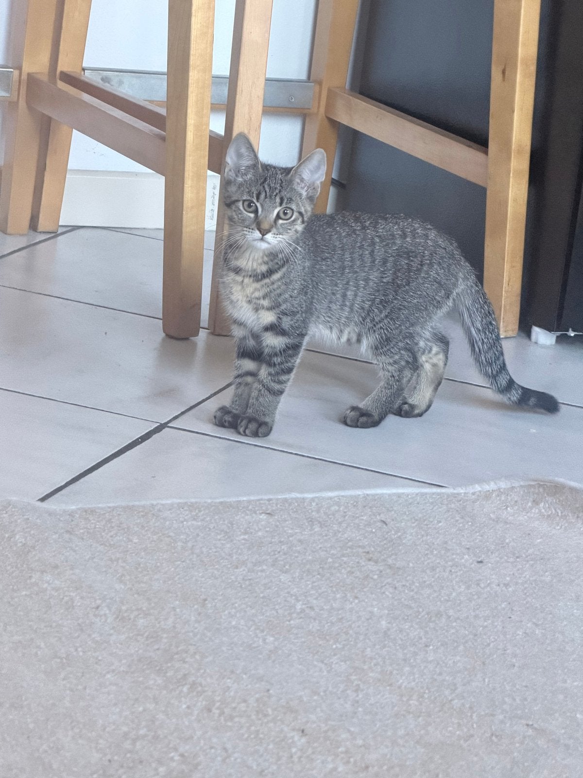 Katten te koop, Meerdere dieren, Kortharig, 0 tot 2 jaar