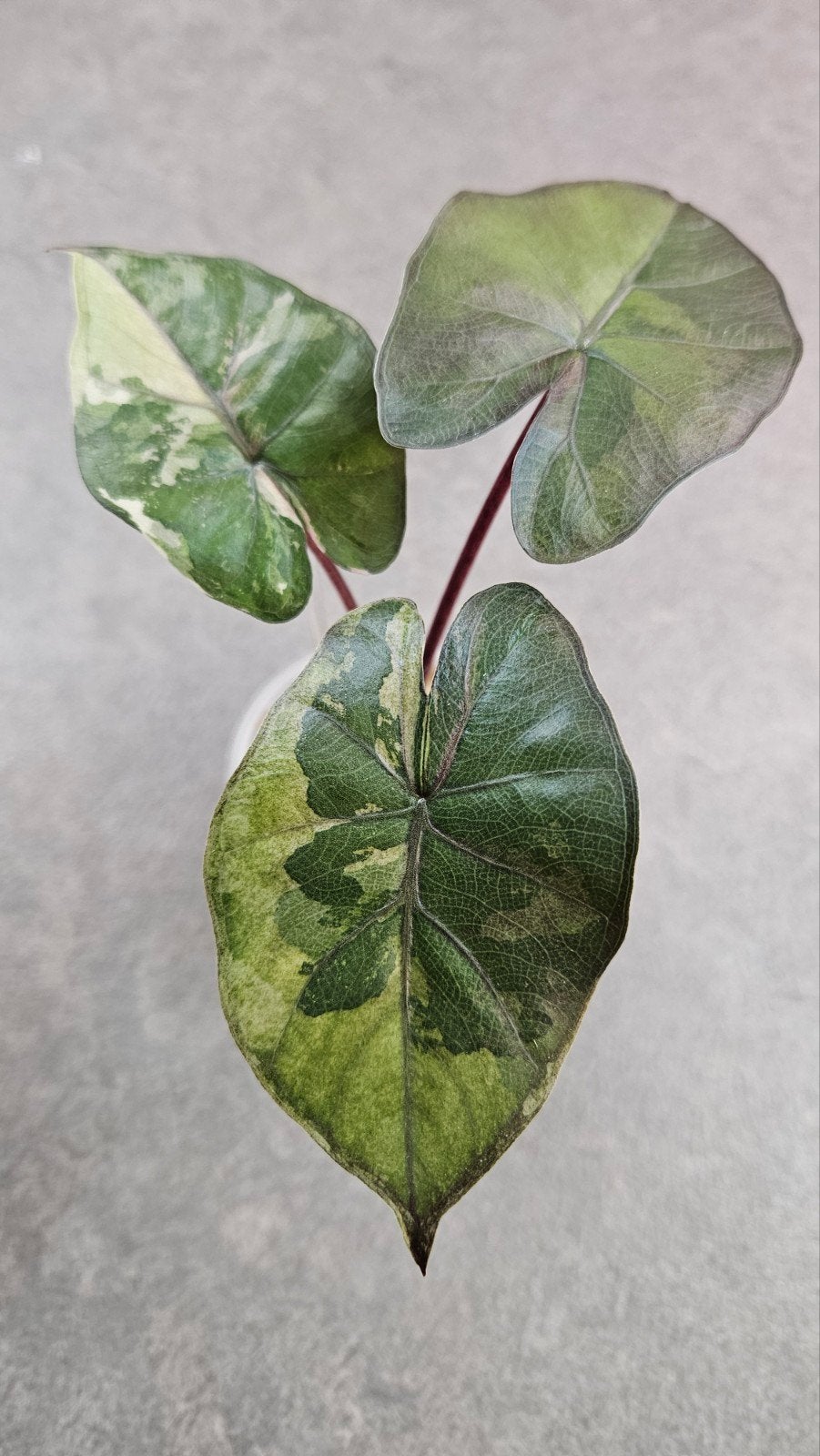 Alocasia Yucatan Princess Tricolor Variegata, Ophalen of Verzenden, Halfschaduw, Minder dan 100 cm