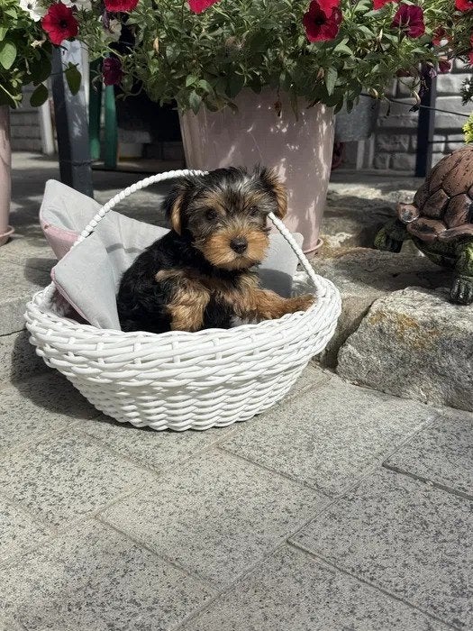 Prachtige Yorkshire Terrier puppy's, 8 tot 15 weken, Meerdere, Meerdere dieren, Klein
