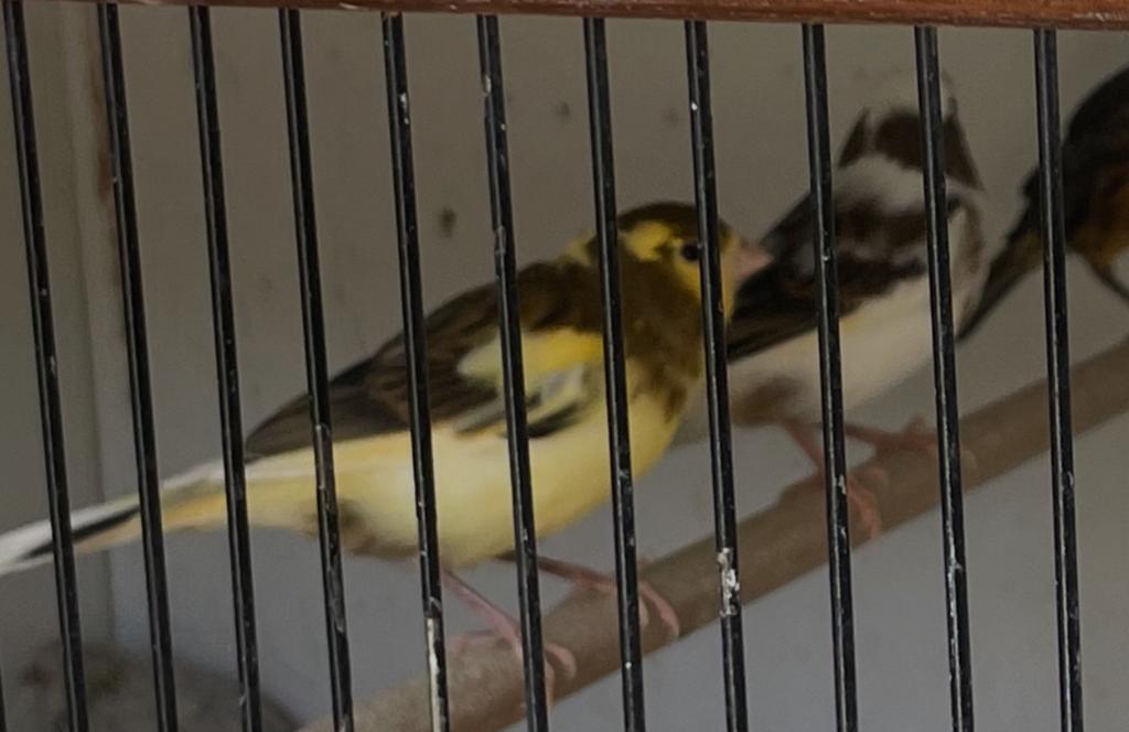 Mooie kanaries, Dieren en Toebehoren, Meerdere dieren, Kleurkanarie