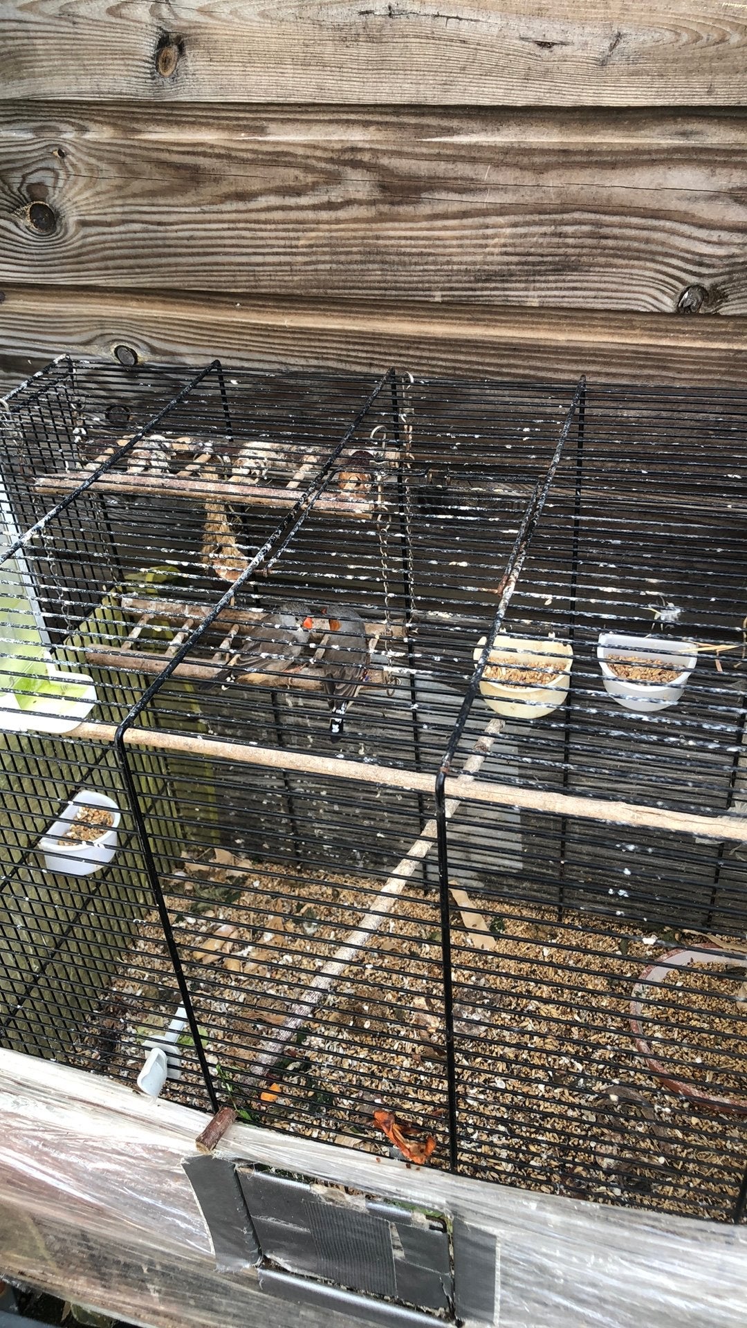 Bieden koppels, Meerdere dieren, Postuurkanarie