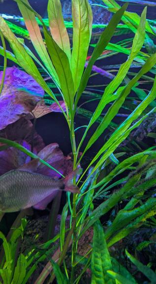 Hygrophila Corymbosa 'Angustifolia', Dieren en Toebehoren, Vissen | Aquaria en Toebehoren, Ophalen, Nieuw, Plant(en), Steen of Hout