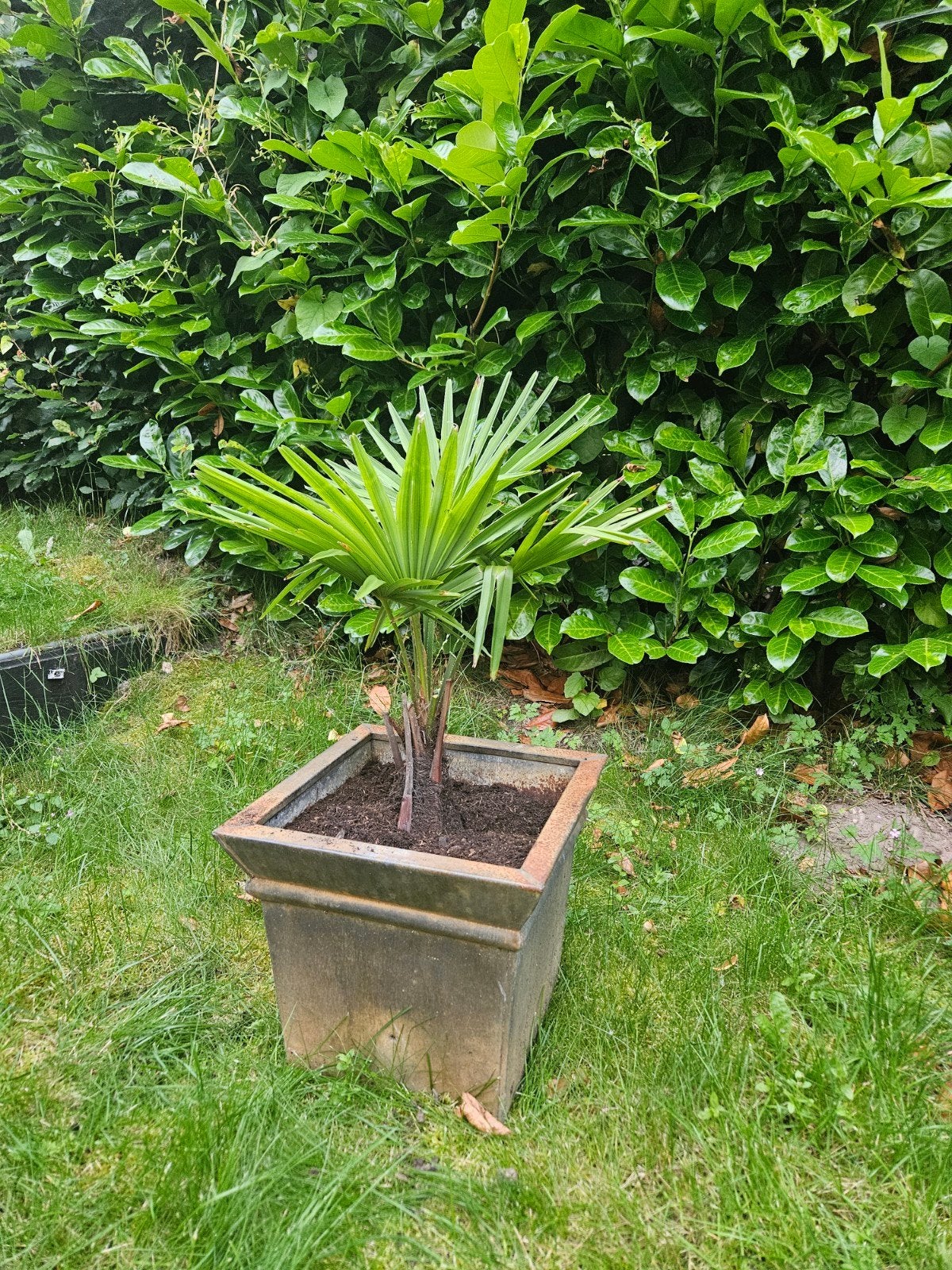 Palmboom in pot - Ideaal voor terras of tuin, Tuin en Terras, Planten | Tuinplanten, Ophalen, Overige soorten, Volle zon