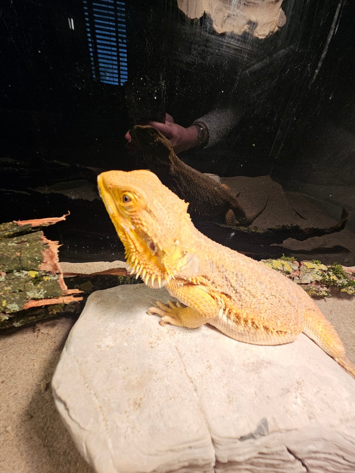 Baardagaam -  Vrouw - Inclusief Terrarium. Bearded Dragon photo 11