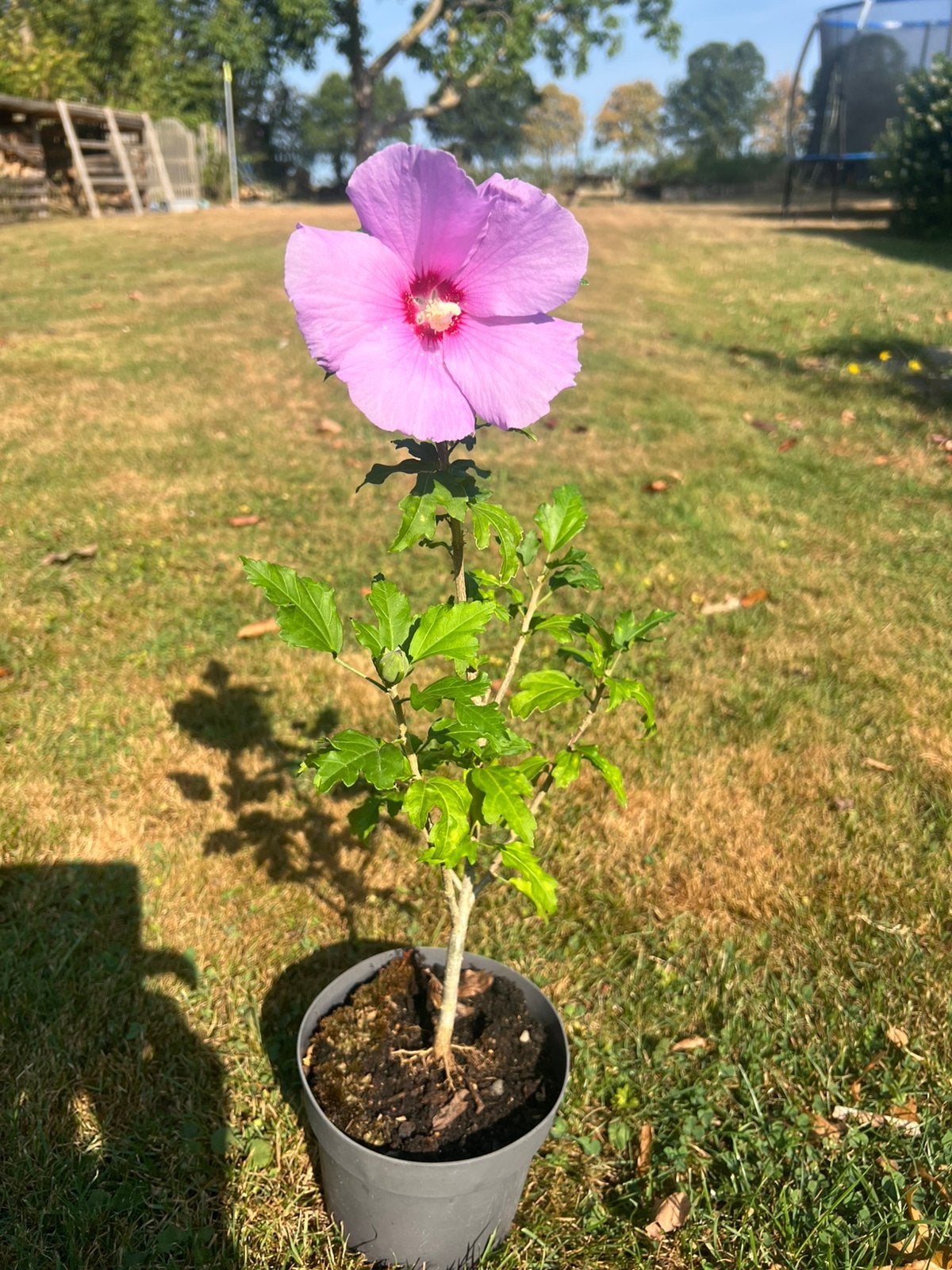 Prachtige hibiscus plantjes🤩 diverse kleuren, verzenden kan, Tuin en Terras, Planten | Struiken en Hagen, Ophalen of Verzenden