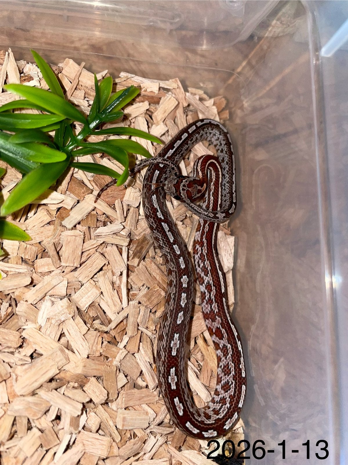 Jonge Rattenslangen div morphs Rat Snake photo 13
