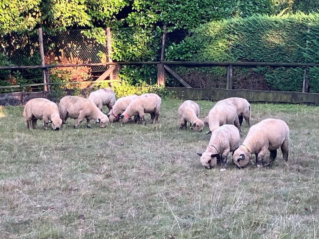 Volbloed Hampshire Down ooilammeren te koop, Vrouwelijk, Schaap, 0 tot 2 jaar