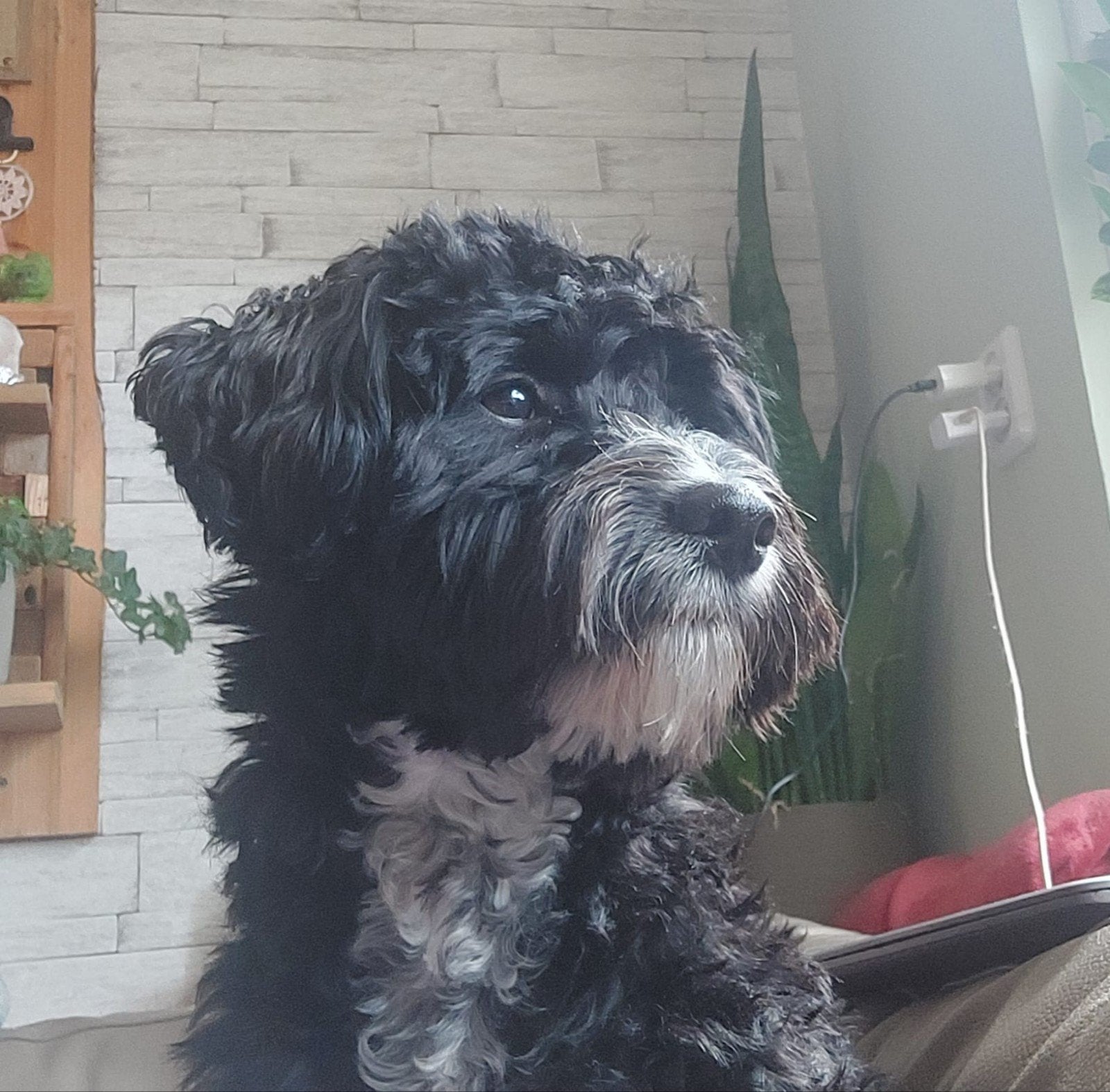 Lieve maltipoo - 1 jaar oud, Dieren en Toebehoren, Honden | Niet-rashonden, Reu, 1 tot 2 jaar, Eén hond, Middel