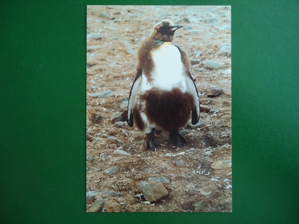 (207) Dierenkaart: PINGUIN, Verzamelen, Ansichtkaarten | Dieren, Verzenden, 1980 tot heden, Ongelopen, Vogel