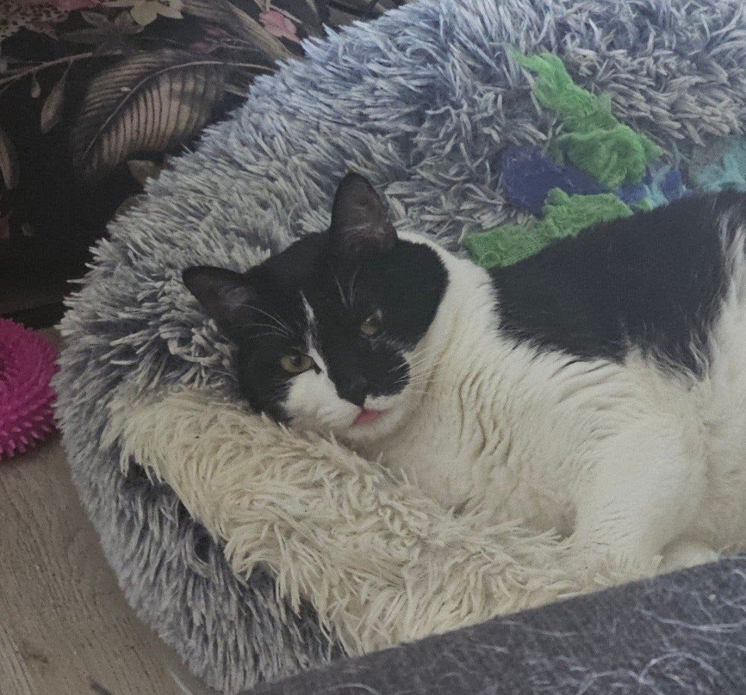 Lieve kater  Sunny zoekt goude mand, Kater, Kortharig, 0 tot 2 jaar