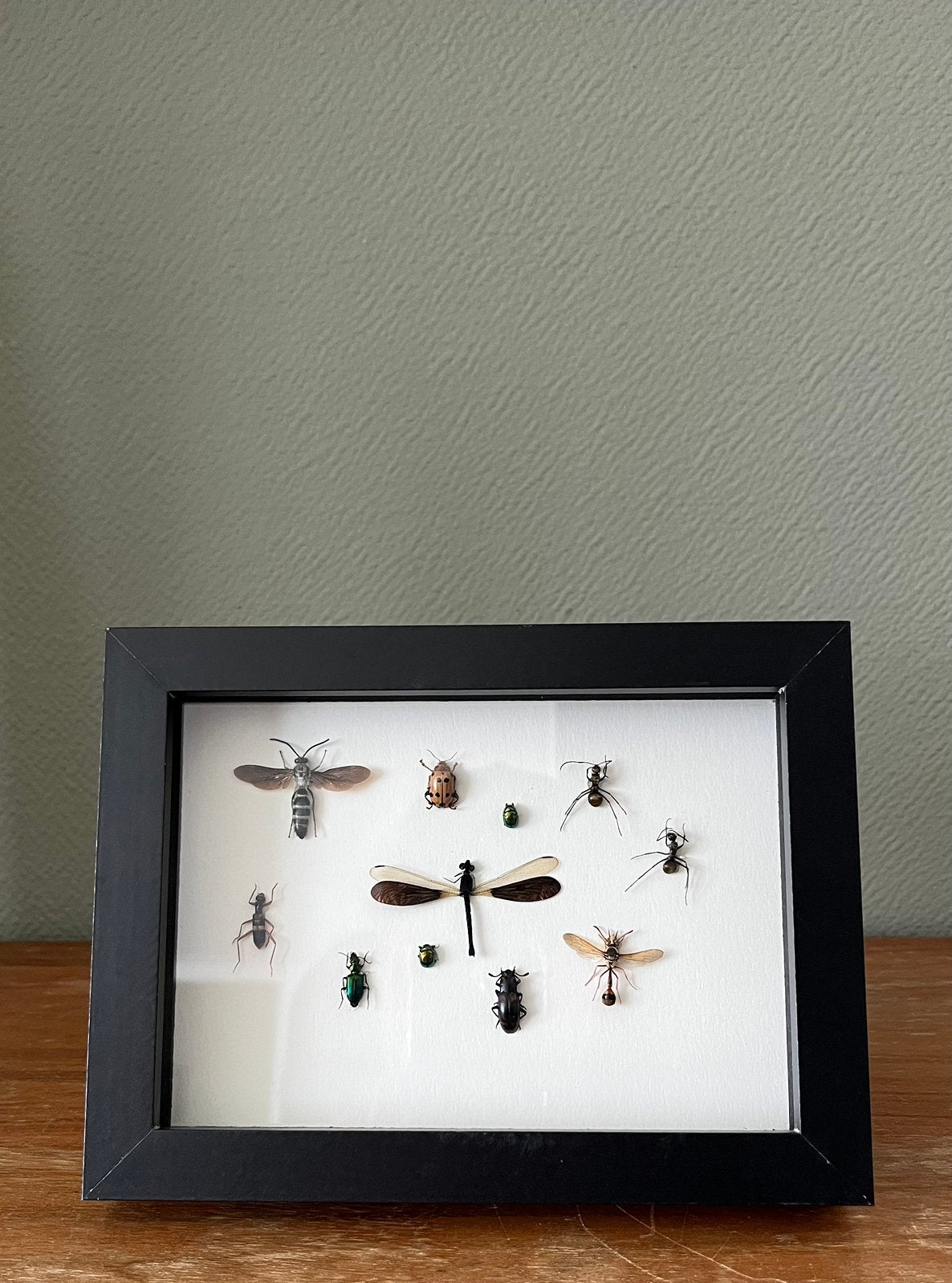 Insecten, Dieren en Toebehoren, Insecten en Spinnen, Overige soorten
