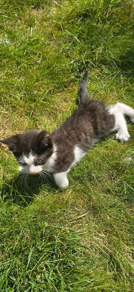 5 lieve kittens, Meerdere dieren, Ontwormd, 0 tot 2 jaar