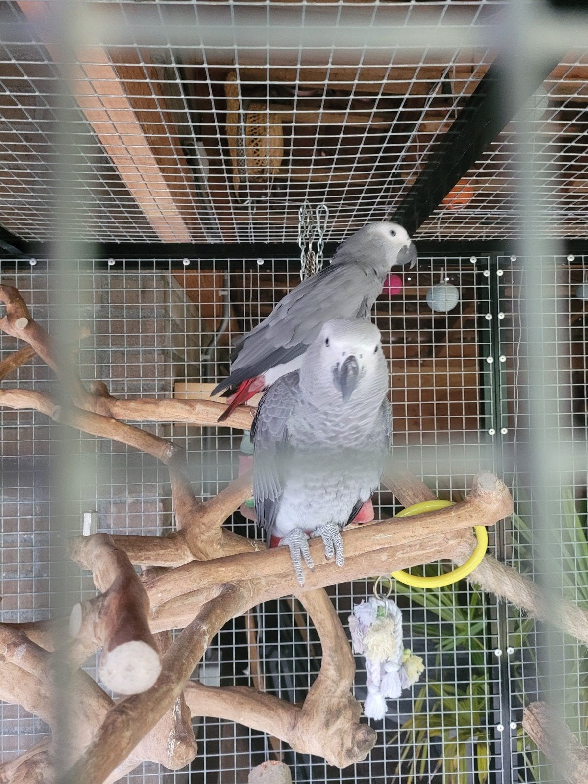 twee congo grijze roodstaart papegaaien. koppel, Dieren en Toebehoren, Meerdere dieren, Papegaai