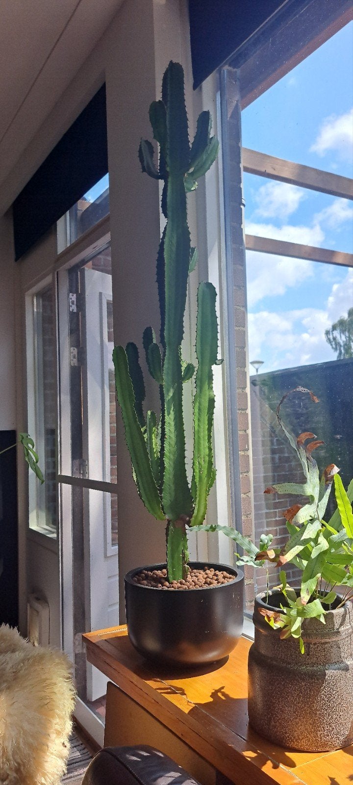 Cactus 150cm hoog, Huis en Inrichting, Kamerplanten, Ophalen, 100 tot 150 cm, Groene kamerplant, In pot