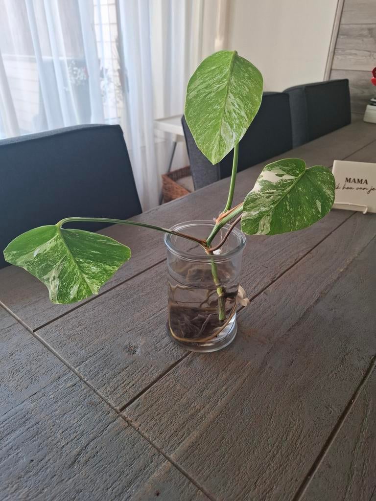 Monstera Albo stekje met wortels, Huis en Inrichting, Kamerplanten, Ophalen, Overige soorten, Halfschaduw, In pot