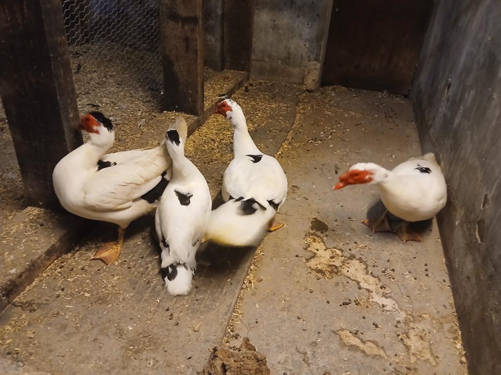 Mooie bonte Kaapseberg eenden, Dieren en Toebehoren, Meerdere dieren, Eend