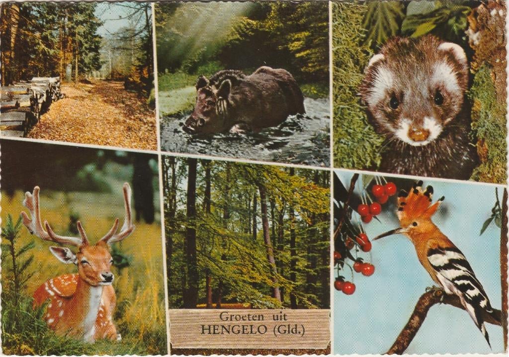 HENGELO (Gld.) Bos Hert Zwijn Marter Groeten, Verzamelen, Ansichtkaarten | Nederland, Verzenden, 1960 tot 1980, Gelopen, Gelderland