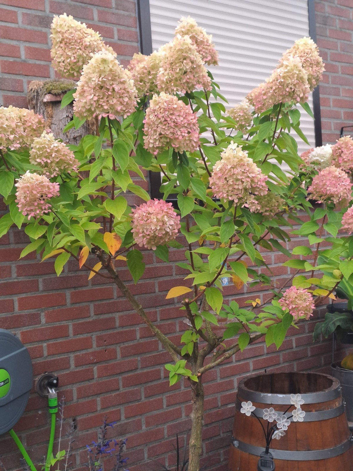 Hortensia op stam - Hydrangea paniculata, Tuin en Terras, Vaste plant, Halfschaduw, Zomer, Ophalen