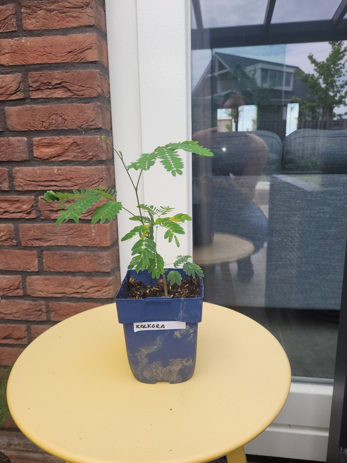 Mooie Albizia Kalkora zaailingen, Ophalen, Overige soorten, Volle zon