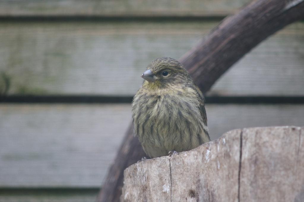 Groene zangkanaries, Dieren en Toebehoren, Vogels | Kanaries, Meerdere dieren, Kleurkanarie