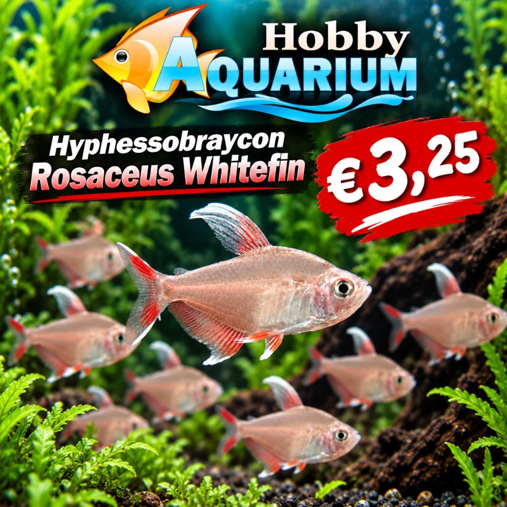 Hyphessobraycon Rosaceus Whitefin  Zondag 20 Sept 12/17uur, Vis, Zoetwatervis, Schoolvis